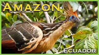 Exploring the Amazon Rainforest by Canoe | Cuyabeno Reserve | Ecuador