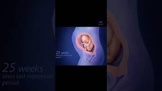 fetus development / 40 weeks of pregnancy || #medical