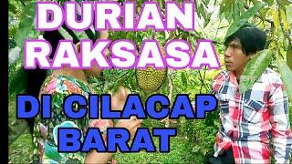 Alam desa penyarang ada durian montong super besar@JUAN KUDA BESI CHANNEL.