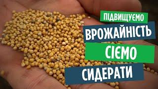 Що посіяти після цибулі та часнику? Гірчиця біла для родючості грунту