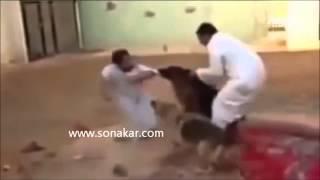 A friendly dog attack ?