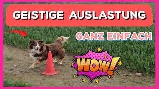 Mit DIESEN TIPPS zur einfachen und schnelles Auslastung von deinem Hund  Praxisvideo