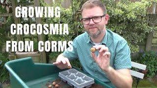 Planting Crocosmia Corms | Planting Crocosmia Lucifer Bulbs | How to Plant Crocosmias (Montbretia)