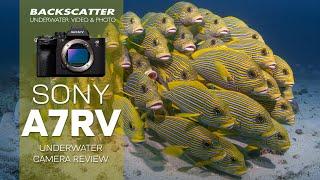 Sony A7R V Underwater Camera Review