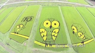 Japanese local train and rice field art taken with a drone / 北杜市 稲田アート