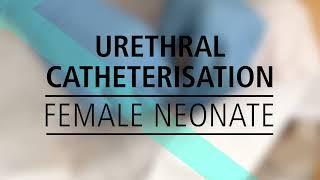 Urethral Catheterisation - Female Neonate