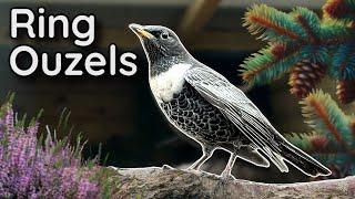 Ring Ouzel - Keeping & Breeding in Captivity