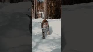 up close shot of an eurasian lynx