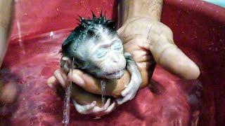 bathe a dirty and smelly newborn baby monkey