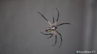 Watch as this golden silk orb-weaver spider makes its intricate web