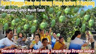 NEKAT‼️PERDANA PANEN MANGGA GADUNG & MADU BUAHNYA LEBAT TH INI || PERTAMA X MBA UMI PULANG KAMPUNG