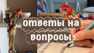 Ответы на вопросы про розеллу