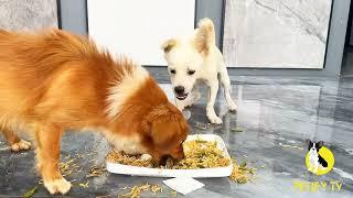 Puppies Food Review 2024 - Homemade Healthy Food Showdown - Petify TV Dog Series 73 #puppyeating