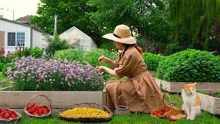 Let's Pick Strawberries  Canning Strawberry Jelly in the Country