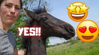 Great Belle news!! Exciting!! Colts out to pasture. Mash is gross...| Friesian Horses