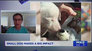 Meet Piglet, a deaf, blind dog making a big impact