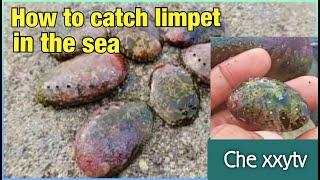 How to catch Limpets in the Sea / LAPAS