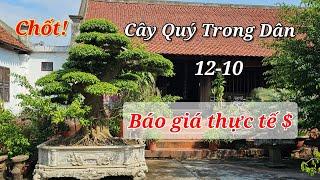 Video Thực Tế Mua Cây Trong Dân - Báo Giá Các Cây Mới, Nay toàn Hàng Đẹp