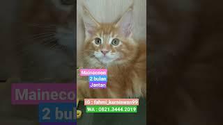 Anak Kucing Mainecoon Bakalan Jumbo Kalau Ini‼️#shorts