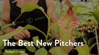 Fresh Nepenthes Pitchers | Mini Greenhouse Tour