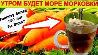 ЧАЙ для Моркови  СУПЕР УДОБРЕНИЕ В ИЮЛЕ  Морковь сладкая и крепкая.