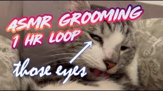 Cat Grooming ASMR with Bubbles 08 (1 HOUR LOOP)