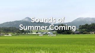 [Summer Vibe] Green paddy field in a Korean Countryside