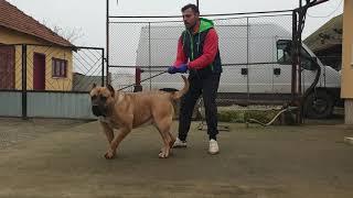 My strong presa canario female 