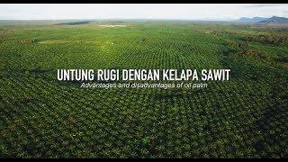 Untung Rugi dengan Kelapa Sawit