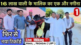 16 लाख वाली झोटी के मालिक का एक और नगीना । 1st Live  Anil , Noida