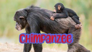 Chimpanzee to continue to flourish at the forests