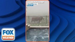 Cow Runs For Cover As Massive Hailstorm Pelts Texas Backyard