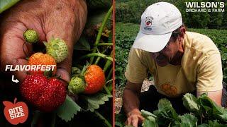 Flavorfest Strawberries  | Bite Size