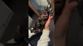 Rottweiler puppy licking her lips #puppy #rotwelier #dogs #dog #rotter #cute #rottwiler #rottweiller