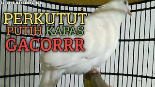 Perkutut putih kapas gacor suara MERDU - MERAYU