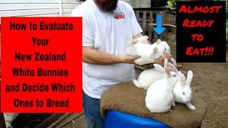 New Zealand White Rabbits - How to Evaluate Your New Zealand White Bunnies and Decide Who to Keep