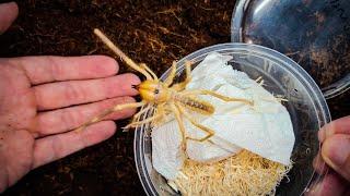 HUGE Venomous Arachnid UNBOXING...