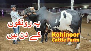 Beautiful Cattle Collection Of Kohinoor Cattle Farm.