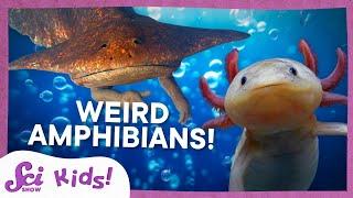 Weird and Wonderful Amphibians | SciShow Kids Compilation
