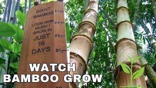 The Amazing Growth of Bamboo (How Fast Does Bamboo Grow?)