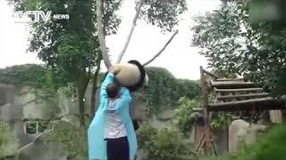 Лайфхак. Как спустить панду с дерева