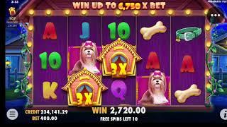 dog house slot big win Խոշոր շահում  կազինո