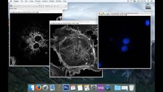 Tute1: Basic Image Processing with ImageJ