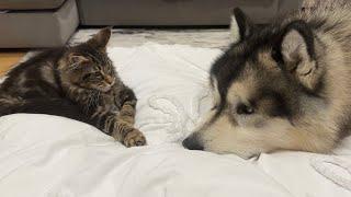 Giant Husky Reacts To New Kitten For The First Time! (Cutest Ever!!)