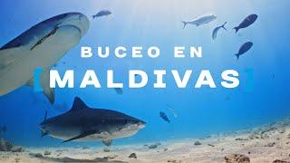 LOS MEJORES BUCEOS DE MALDIVAS