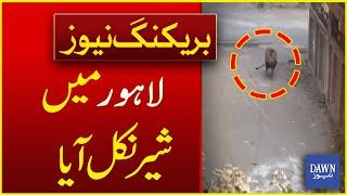 Shock in Lahore: A Lion Spotted Roaming the Streets | Breaking News  | Dawn News