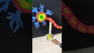 Neuron Biology Model Best Model Project #biology #trending #viral #neuron working model