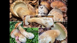 Sommersteinpilz, Eichensteinpilz, Buchensteinpilz, Boletus reticulatus, Boletus aestivalis | 2021