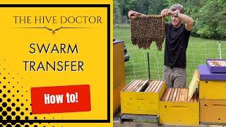 Swarm Transfer//How to Transfer a Swarm from a Swarm Trap//Transferring a Swarm into Full Equipment
