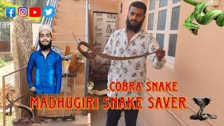 cobra snake 